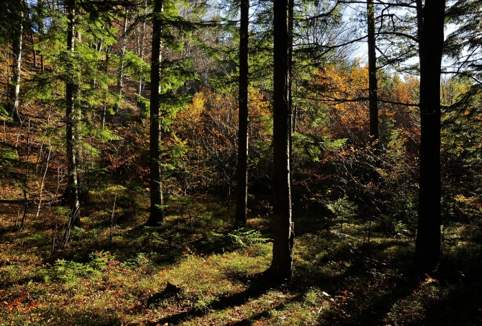 Kouzelný interiér lesa, Beskydy